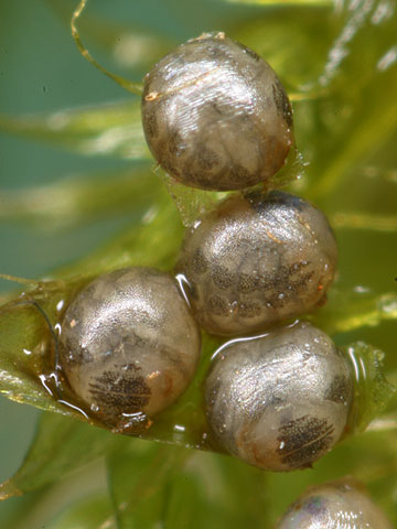 ゲンジボタルの卵