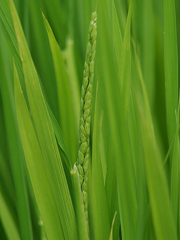 イネの花穂