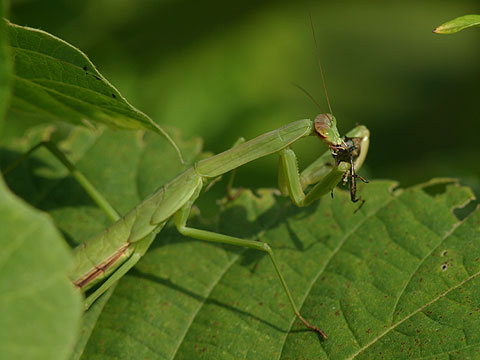 オオカマキリの幼虫