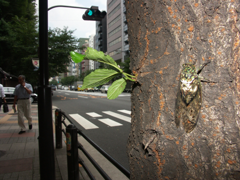 東京のミンミンゼミ