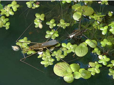 アメンボの羽化