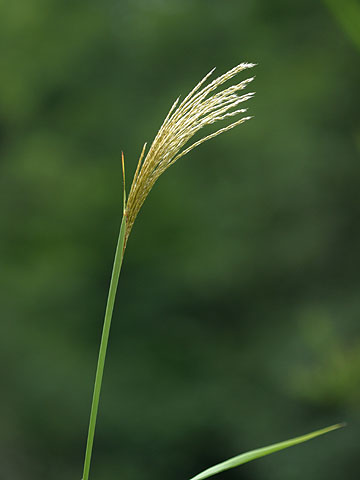 ススキの花穂