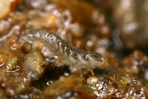 ゲンジボタルの1令幼虫