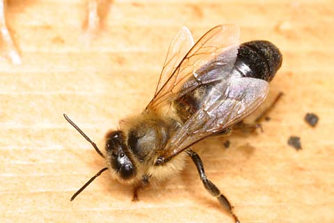 黒いミツバチの女王