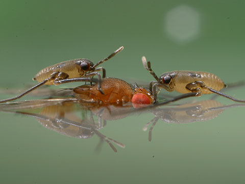 アメンボの幼虫