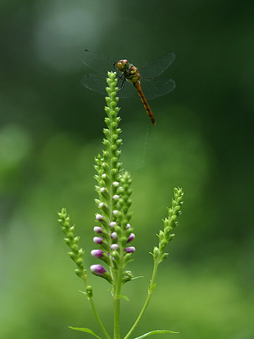 雨の中のアカトンボ