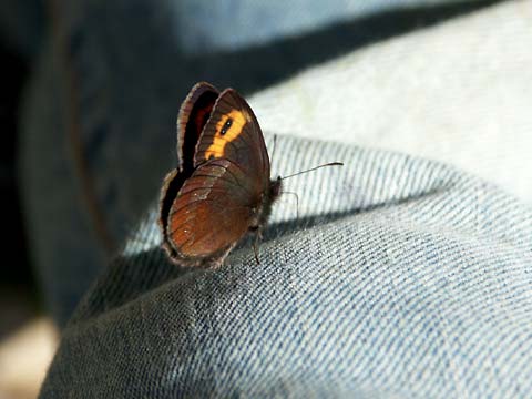 ズボンにとまるベニヒカゲ