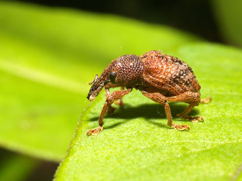 ゾウムシの一種