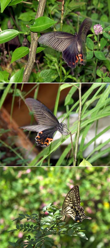 アゲハとクロアゲハの産卵
