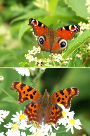 クジャクチョウとシータテハ