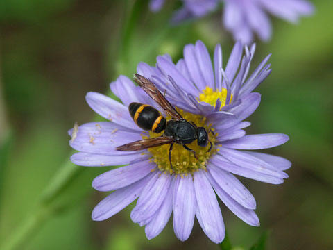 オオカバフスジドロバチ