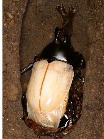 カブトムシの羽化