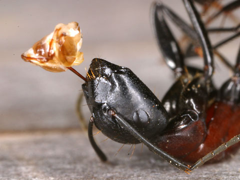 ミツバチに刺されたムネアカオオアリ