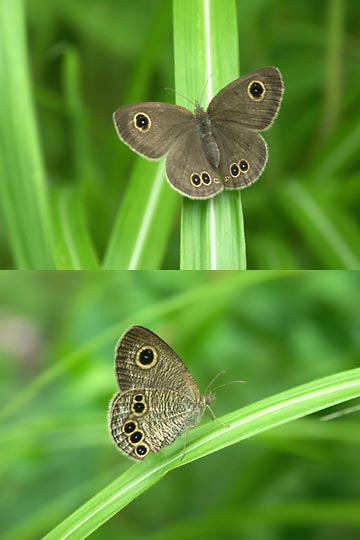 ヒメウラナミジャノメ