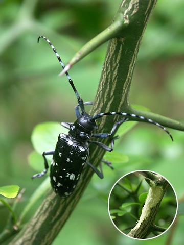 ゴマダラカミキリ