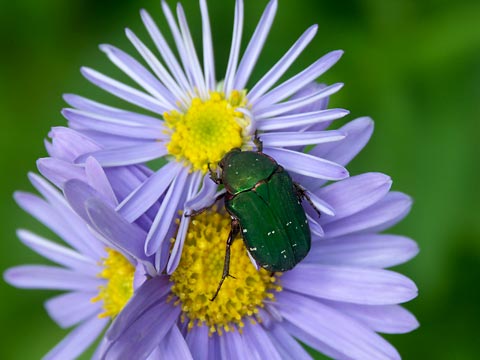 アオハナムグリ