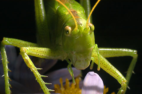 ヤブキリの顔（80mmマクロ）