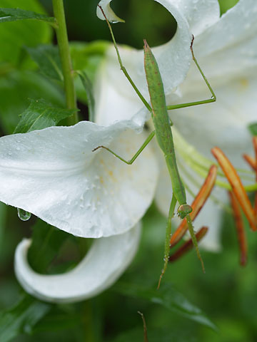 雨の中のオオカマキリの幼虫