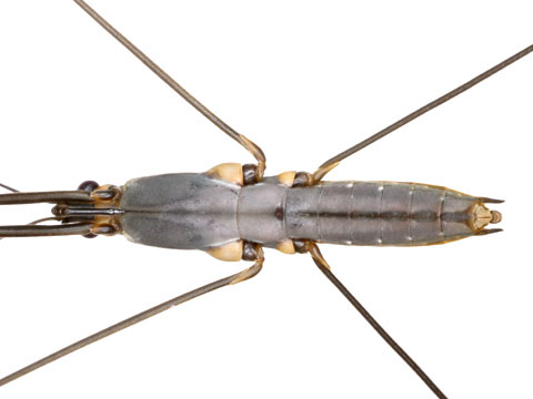 アメンボのお腹