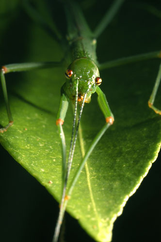 トビナナフシの顔（ズイコー80mmマクロ）