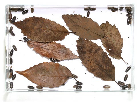 ダンゴムシの定点撮影その１