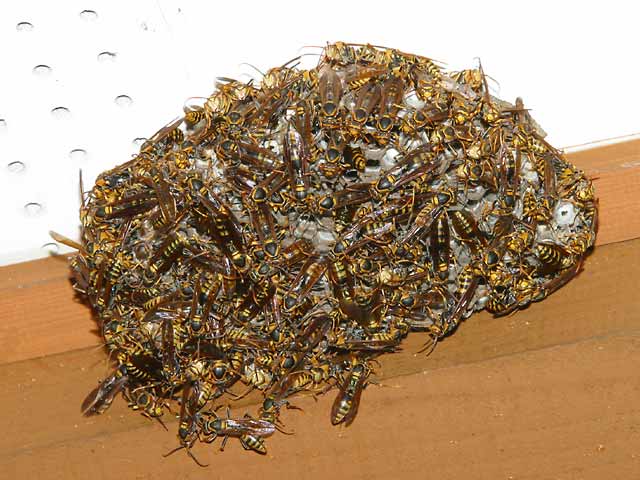 キアシナガバチの巣