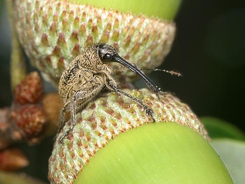 ハイイロチョッキリ