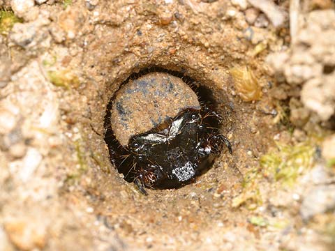 ニワハンミョウの幼虫