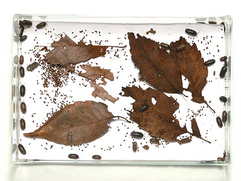 ダンゴムシの定点撮影その２