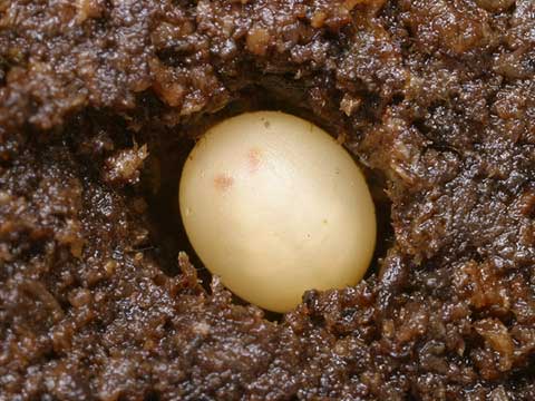 ノコギリクワガタの卵