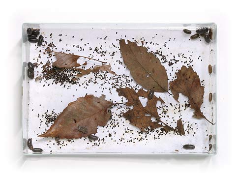 ダンゴムシの定点撮影その３