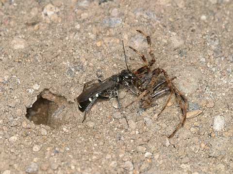 オオシロフベッコウ