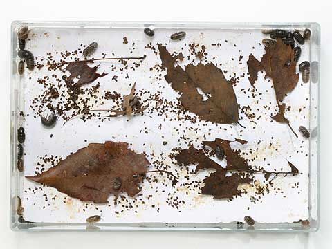 ダンゴムシの定点撮影その4