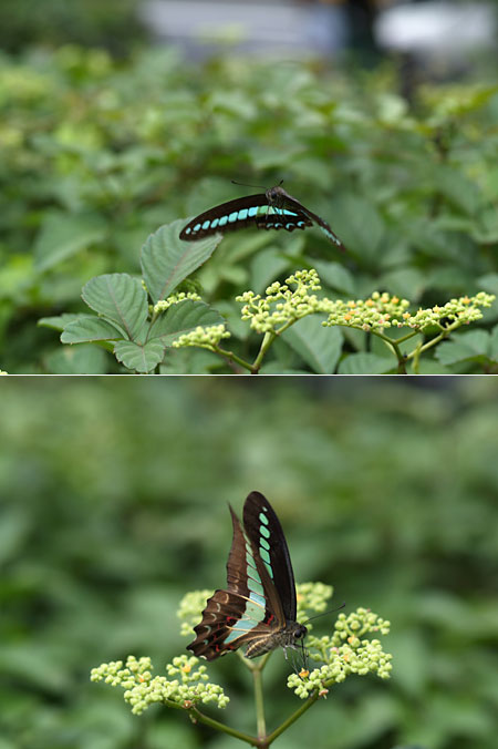 東京のアオスジアゲハ(E-1で撮影）