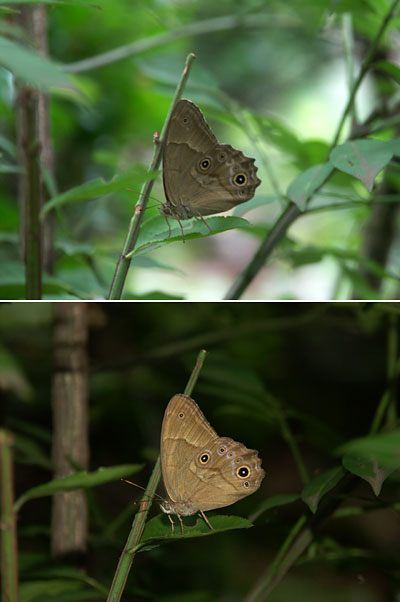 ヒカゲチョウ（A1の手ぶれ補正）
