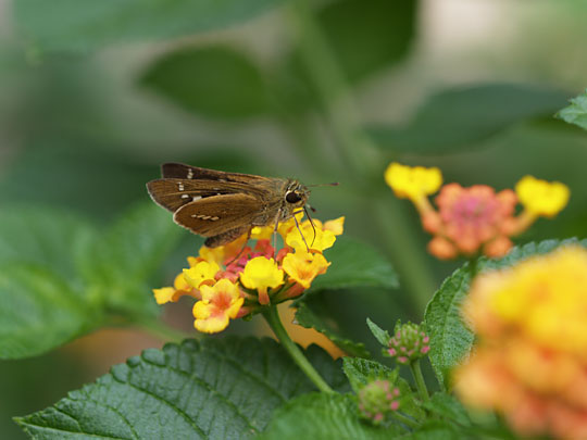 イチモンジセセリ（OlympusE-1）