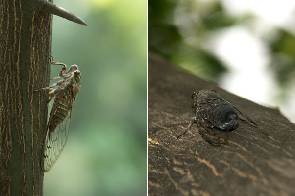 ツクツクホウシ（Dimage　A1）