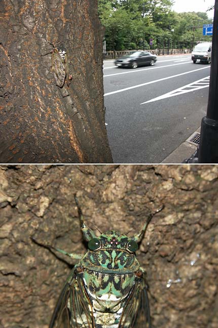 東京のセミ(広角と望遠　DimageA1)