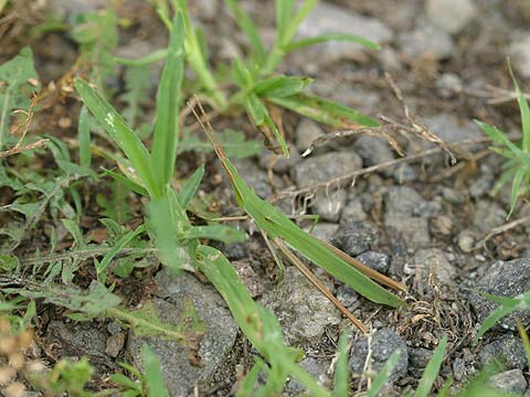 ショウリョウバッタ