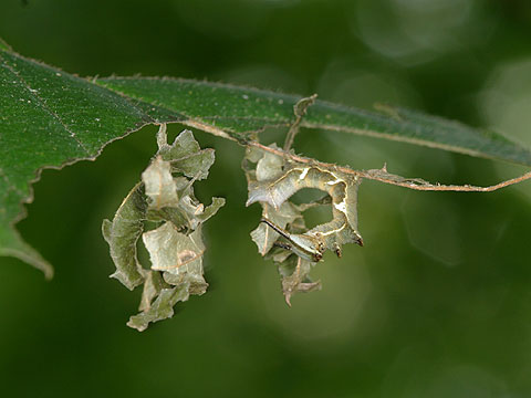スミナガシの幼虫