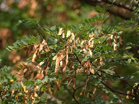 ニセアカシアの実