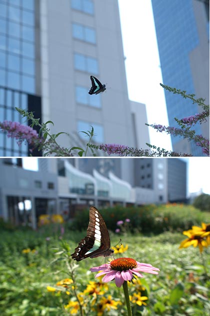 大阪のアオスジアゲハ