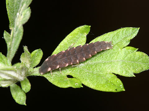陸生ホタルの幼虫