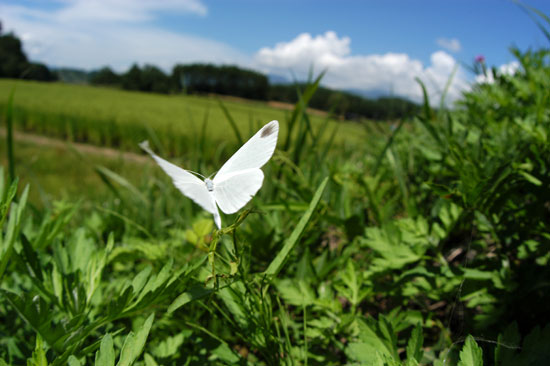 ヒメシロチョウ