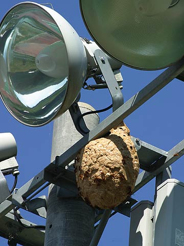 キイロスズメバチの巣