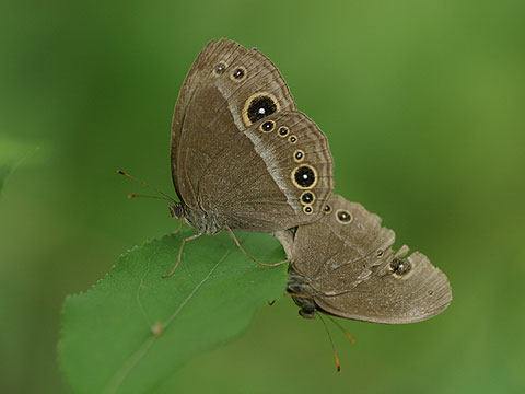 コジャノメの交尾