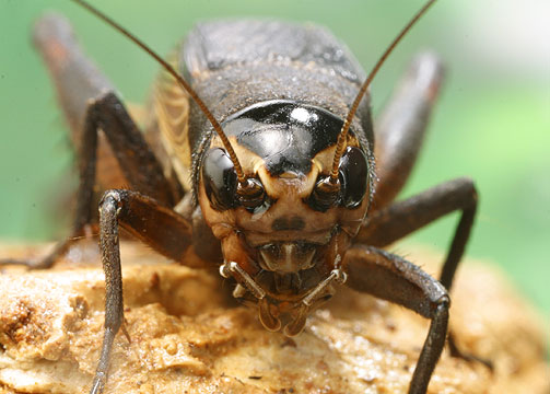 エンマコオロギ