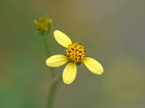センダングサの花