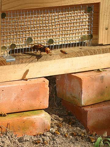 スズメバチの襲撃