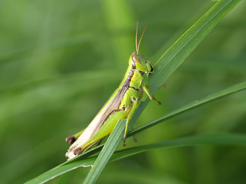 ハネナガイナゴ